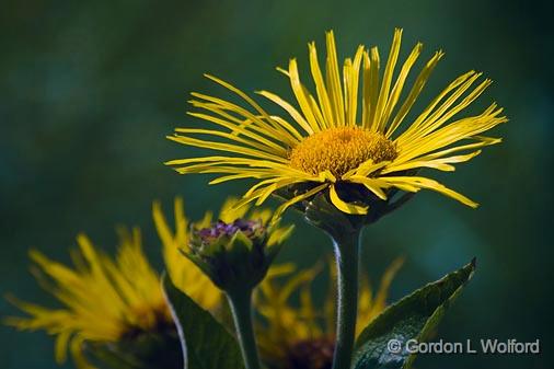 Yellow Wildflower_50497.jpg